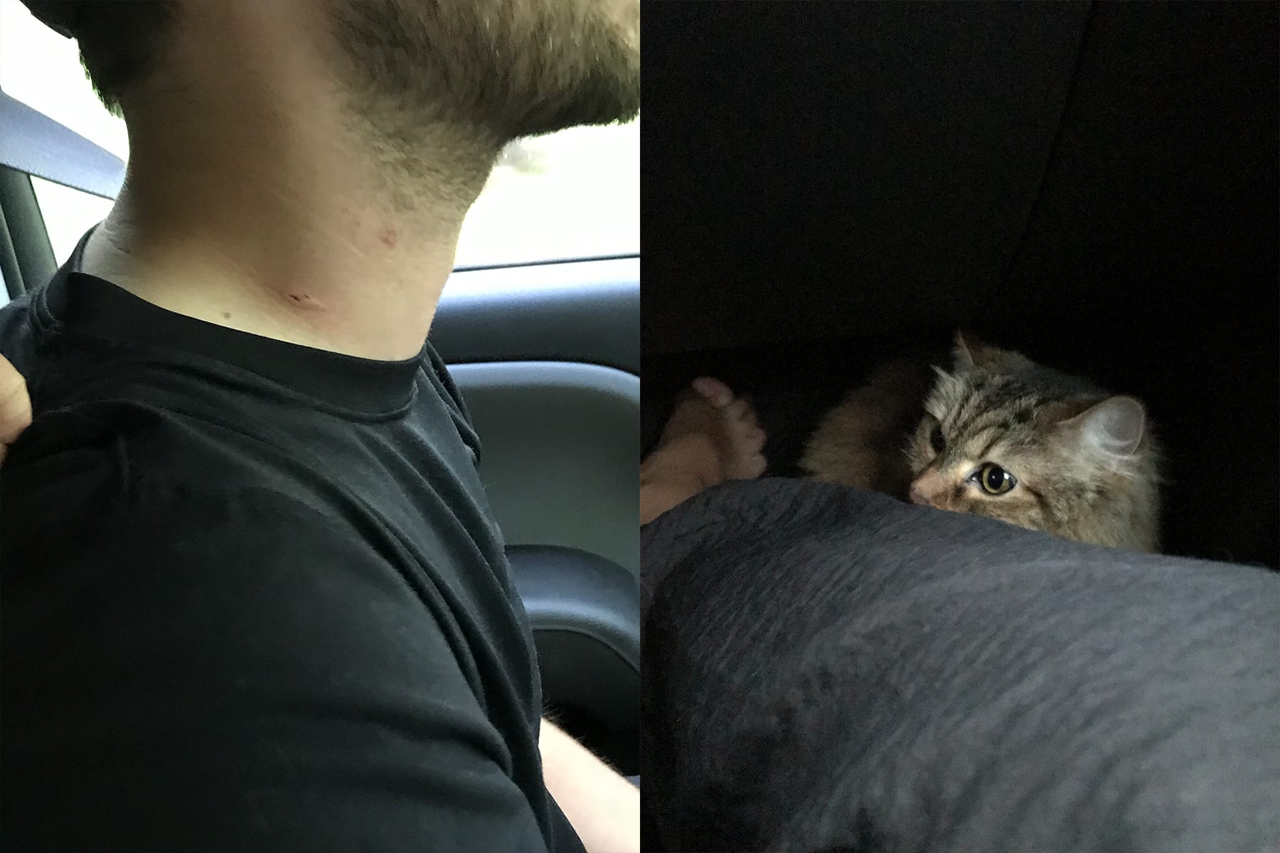03-NH-journey27-whencatsattack