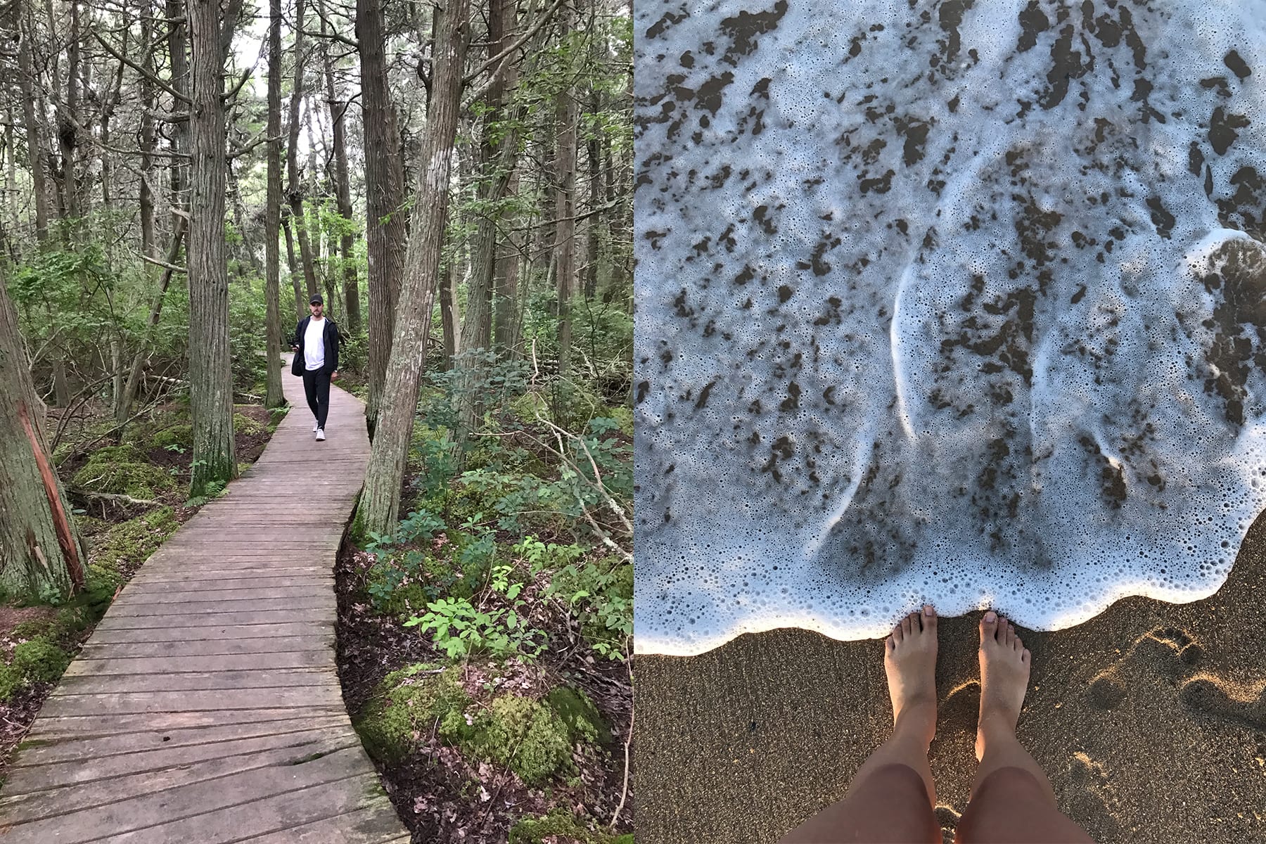 04-MA-journey25-capecod-woodland+water